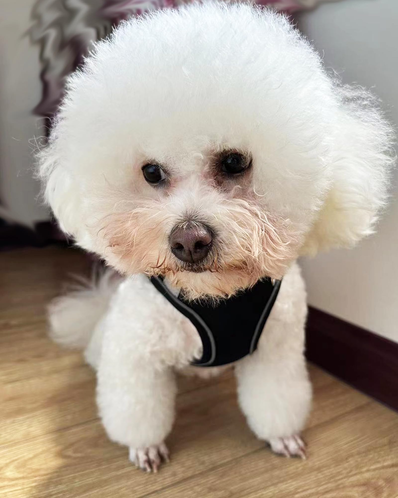 Arnés Solmoony para perro mediano sin tirones, ajuste cómodo y seguro