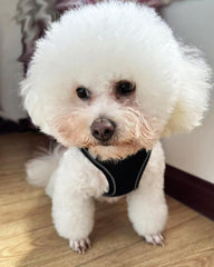 Arnés Solmoony para perro mediano sin tirones, ajuste cómodo y seguro