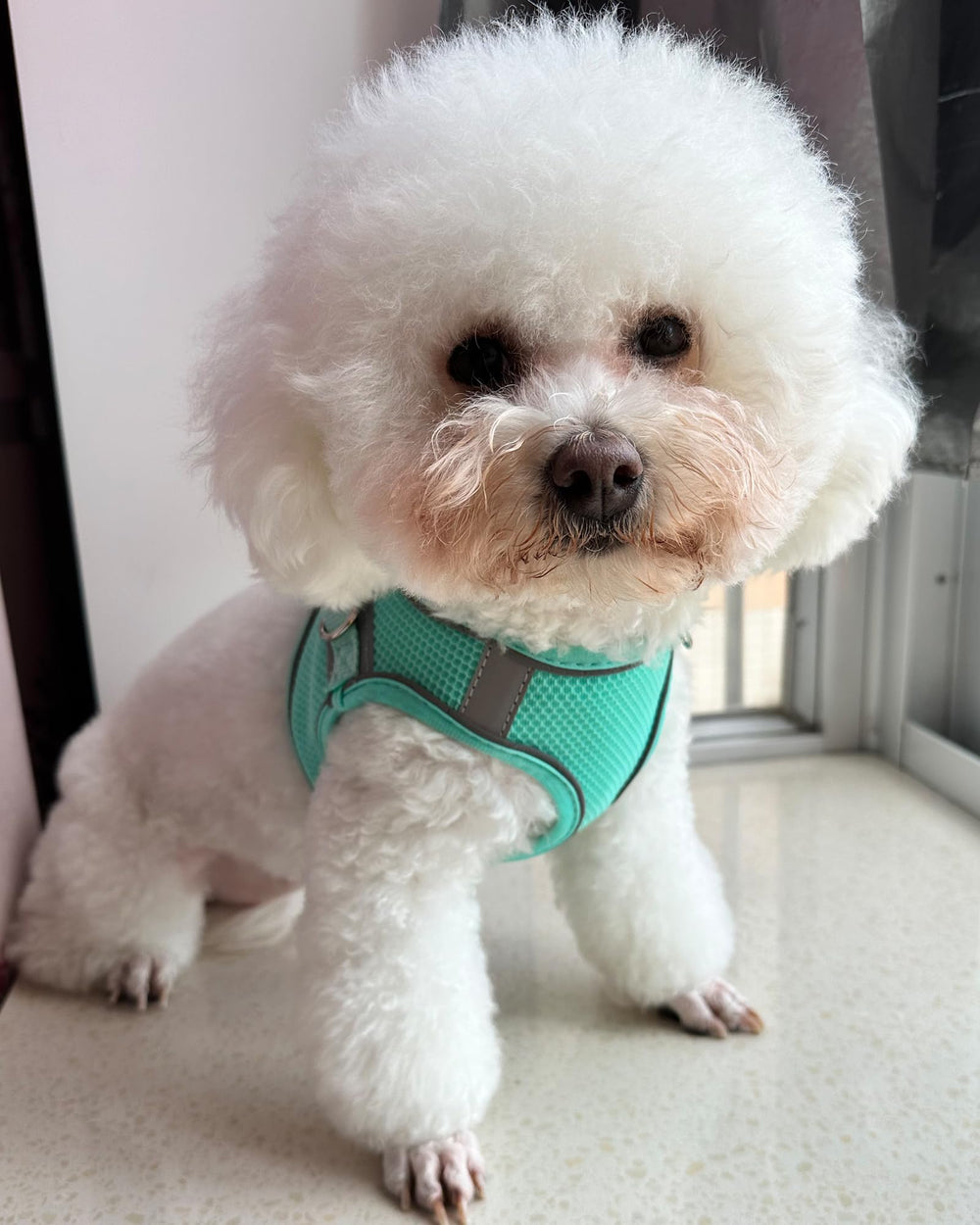 Arnés SOLMOONY para perros medianos sin tirar, evita jalones y facilita paseos tranquilos.
