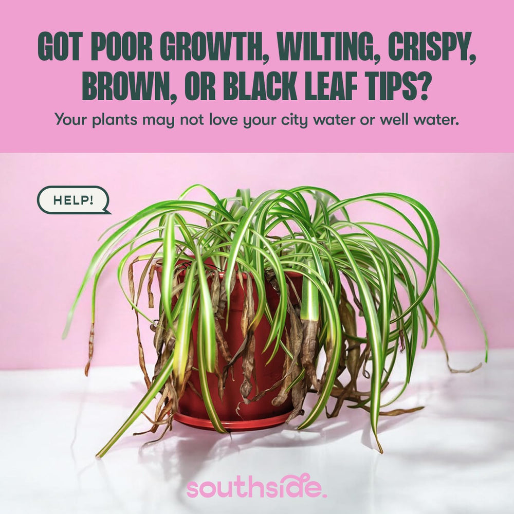 Southside Plants Ajuste de pH del agua para plantas sanas