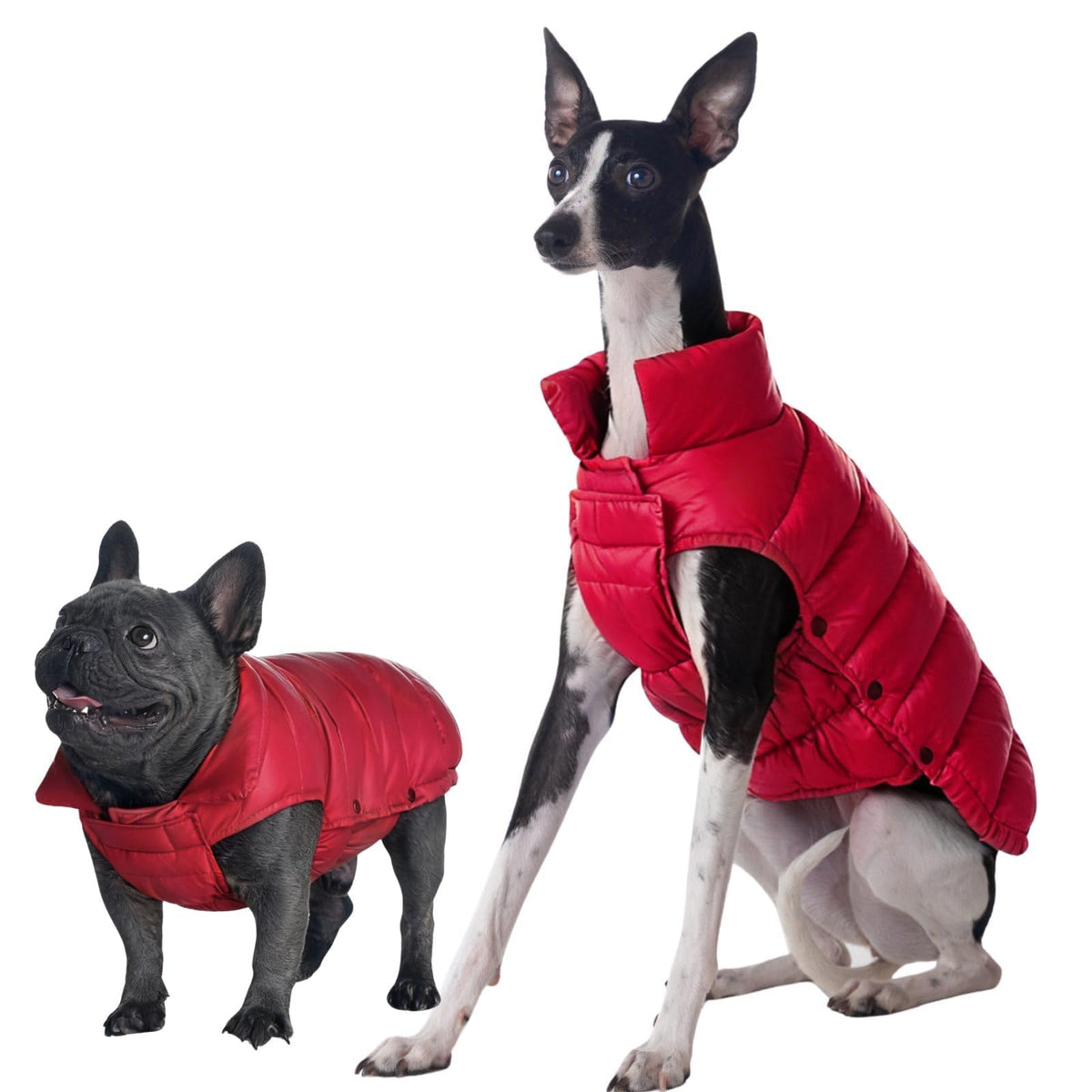 Space Lion chaqueta puffer para perro vista frontal, cómoda para paseos invernales