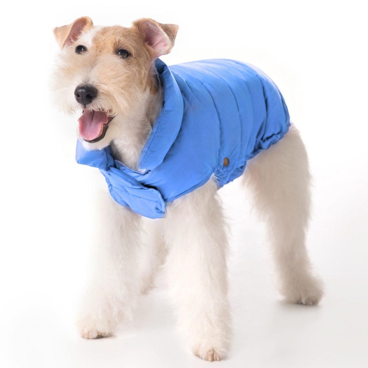 SPACE LION chaqueta para perro acolchada azul Alaskan, vista frontal, abriga durante paseos.