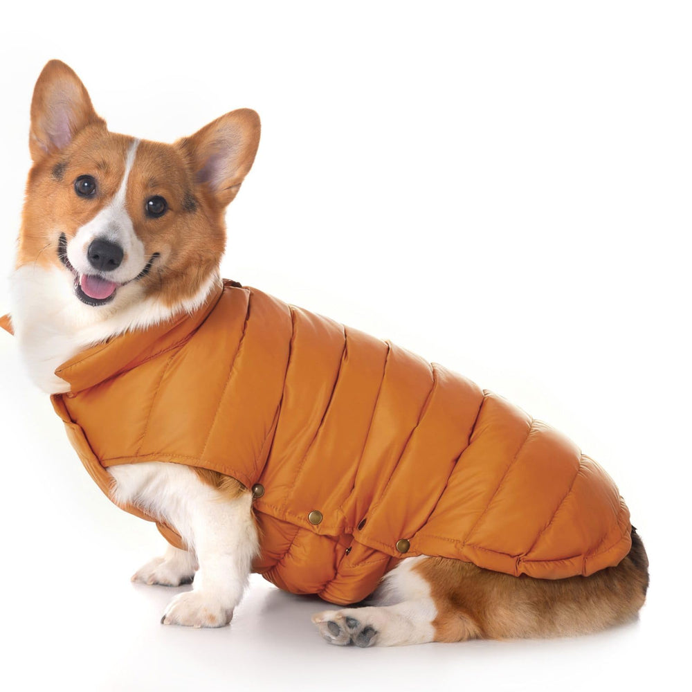 Space Lion chaqueta puffer para perro, frontal, ideal para paseos cálidos