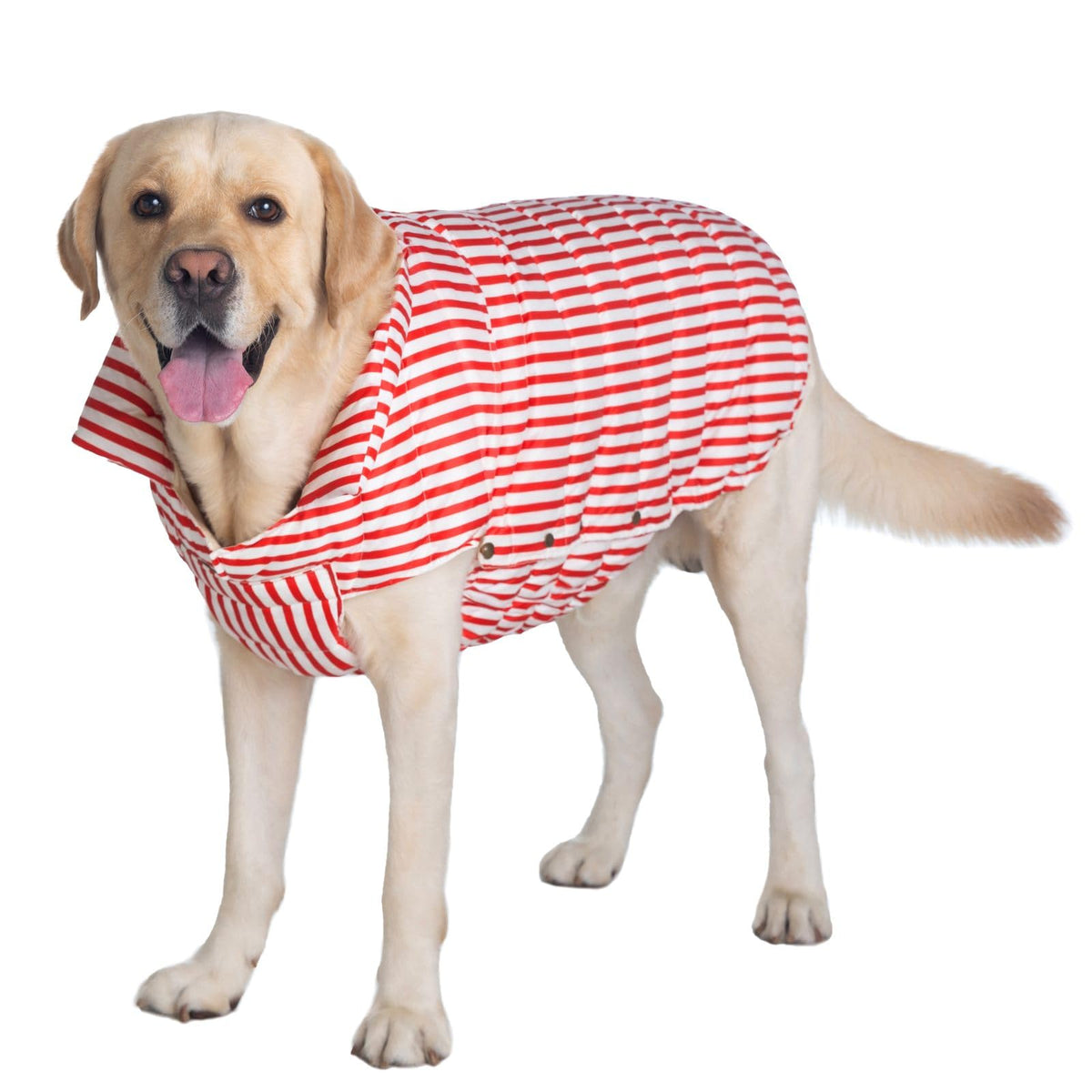 SPACE LION chaqueta puffer para perro, vista frontal, ideal para paseos diarios.
