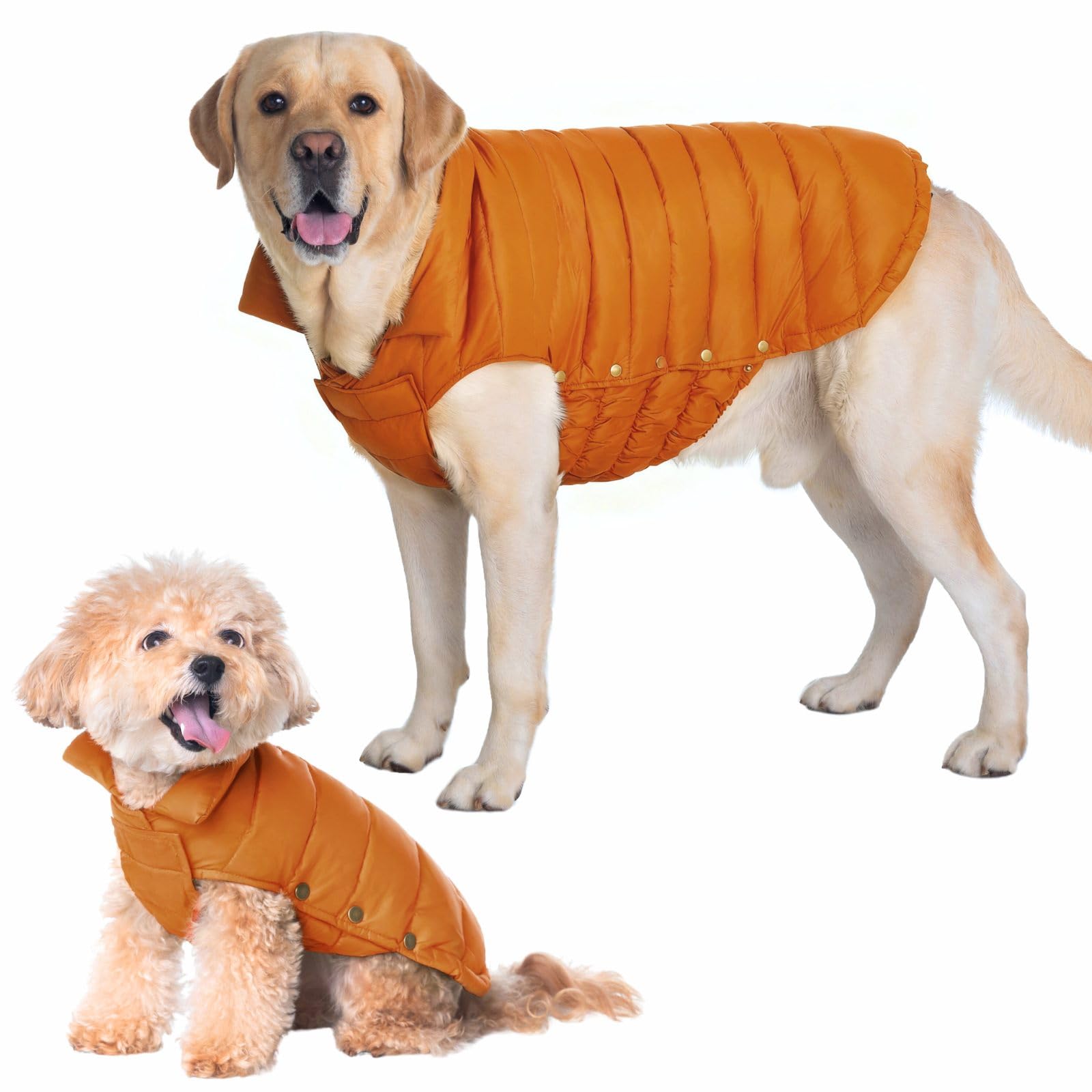 Space Lion chaqueta puffer para perro, frente, protección contra el frío en paseos.
