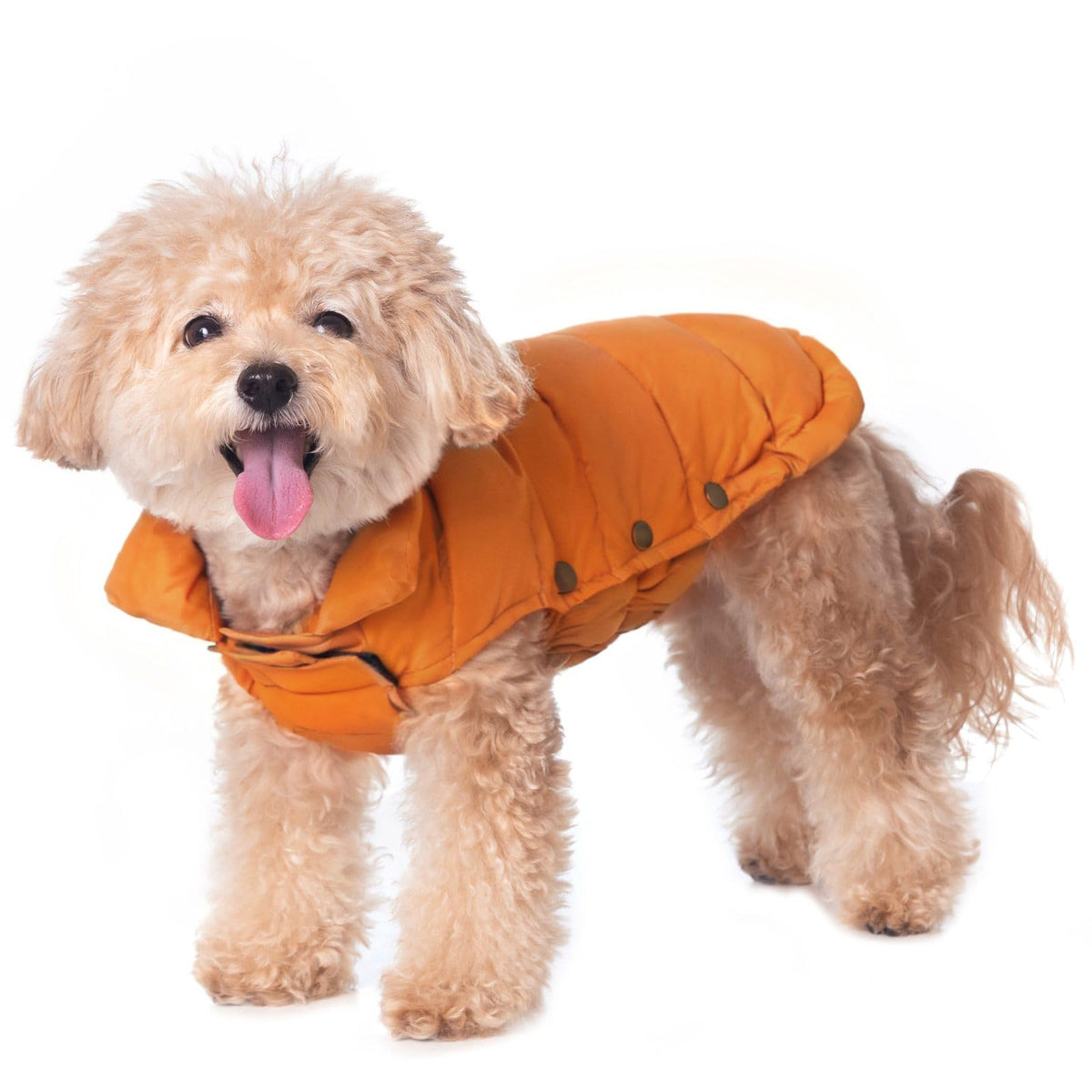 Space Lion chaqueta puffer para perro en naranja, abrigo ligero para inviernos fríos.