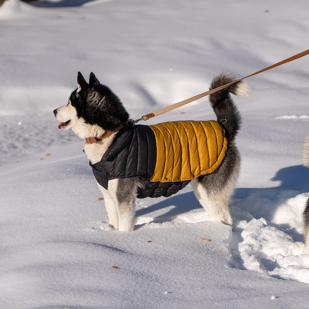 SPACE LION chaqueta puffer para perro, modelo ligero y cálido para caminatas.