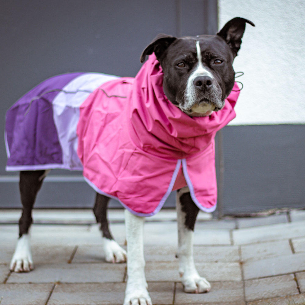 Ajuste en patas traseras de Spark Paws facilita pausas para el baño
