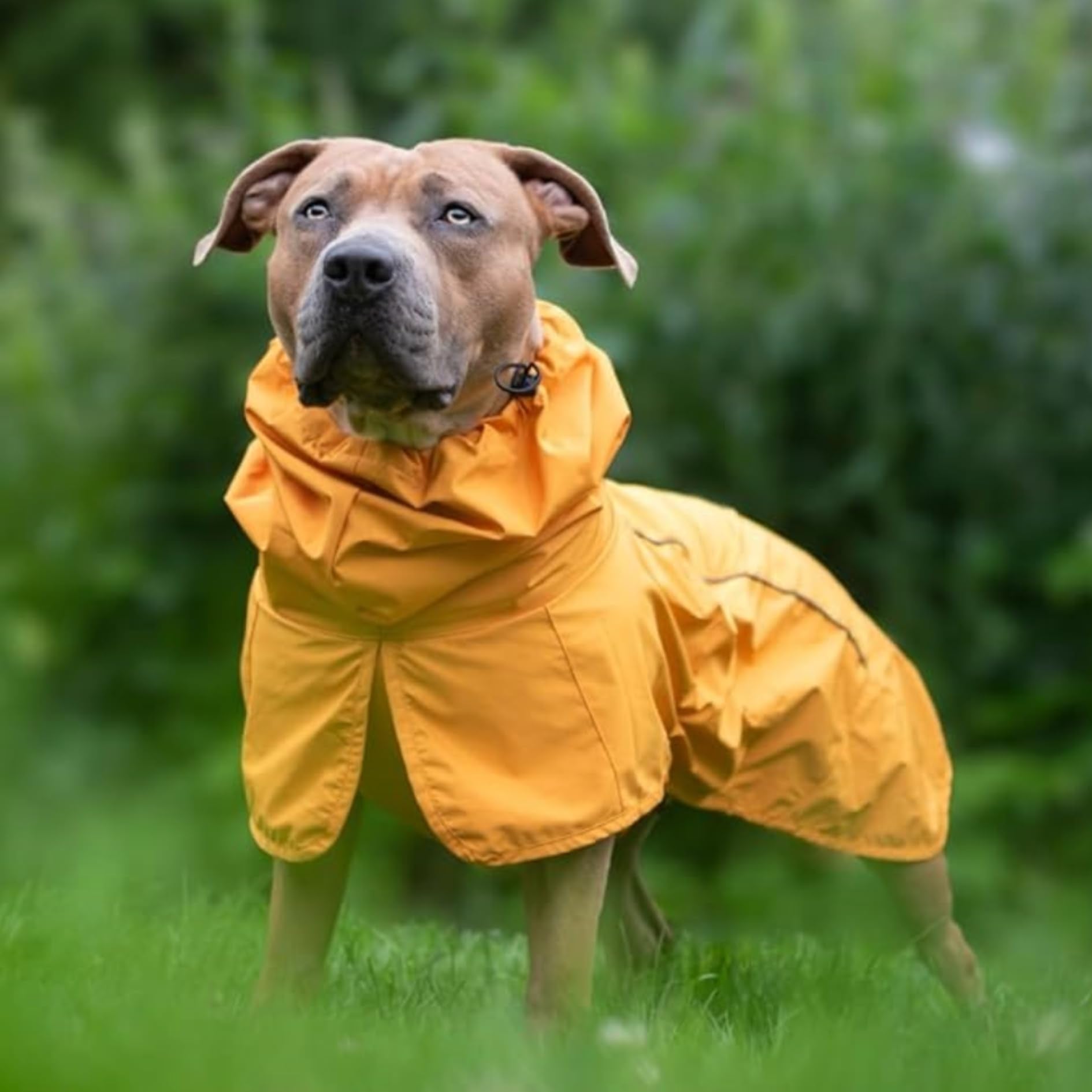 Spark Paws ajuste cuello-cara seco protege cuello y cara