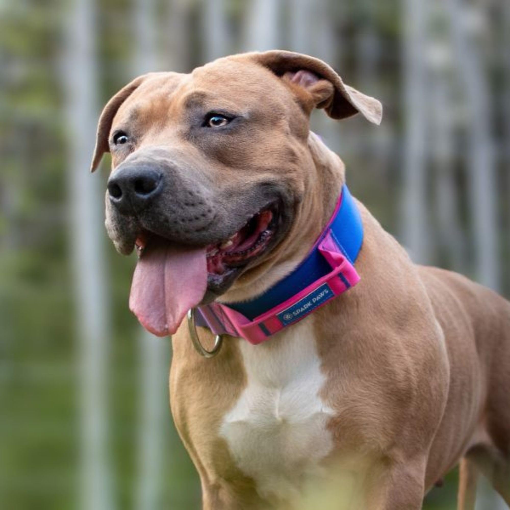 Spark Paws collar táctico en acción con perros grandes