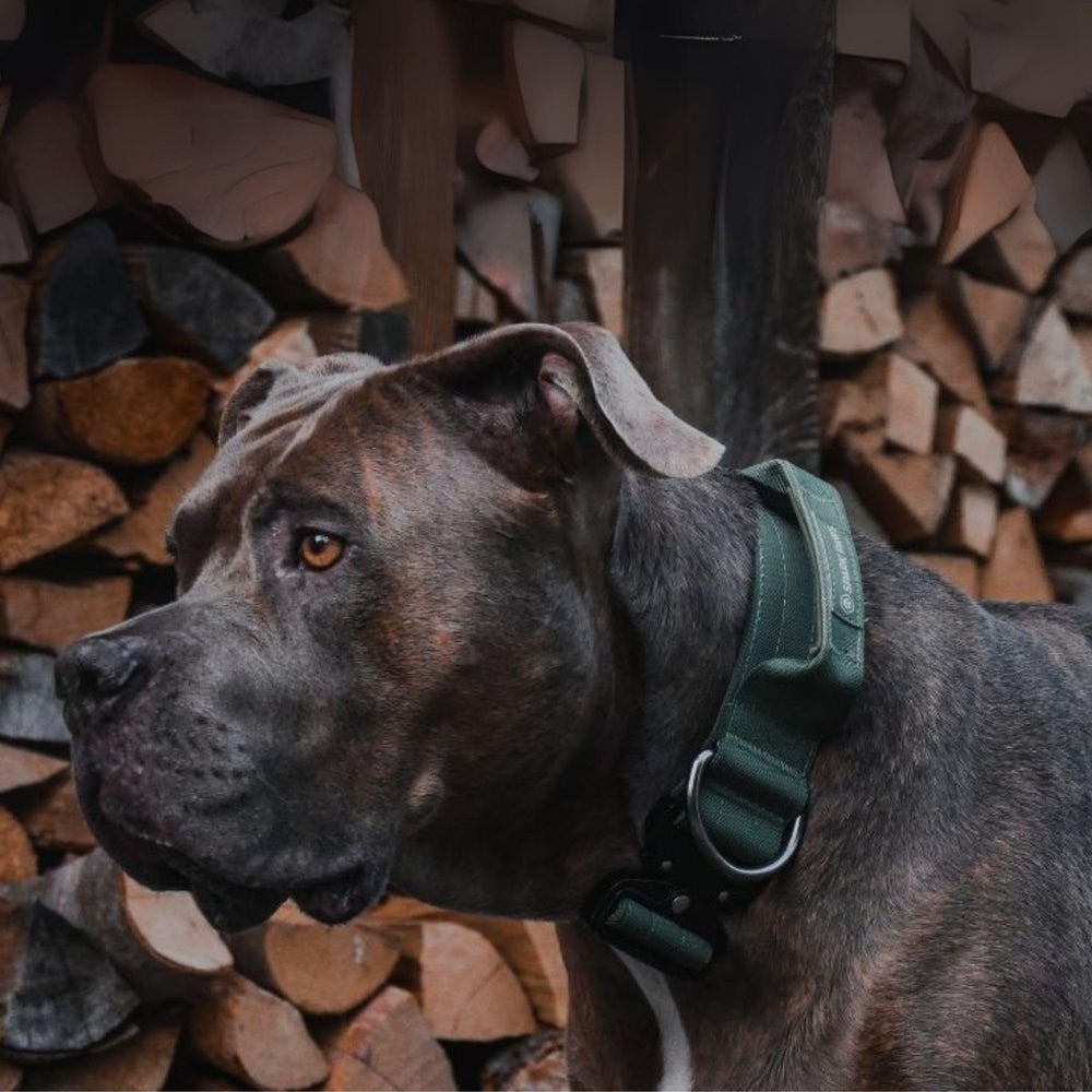 Spark Paws collar táctico color verde sólido para perros medianos y grandes