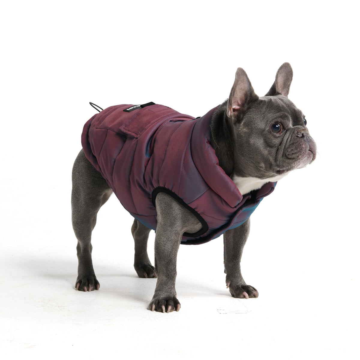 Spark Paws Cosmic XL chaqueta frontal: calor y protección para días fríos.