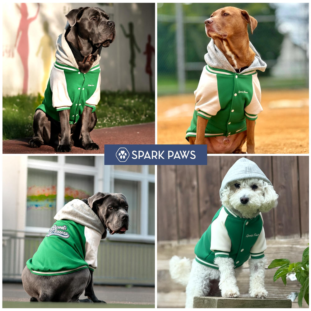 Spark Paws Varsity Dog Sweater, detalle en verde para paseos invernales con estilo.