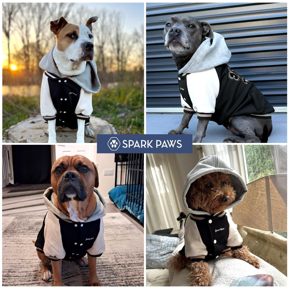 Spark Paws Varsity uso diario: confort en casa o paseos al aire libre