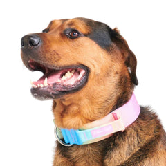 Spark Paws collar premium de nylon resistente para aventuras largas.