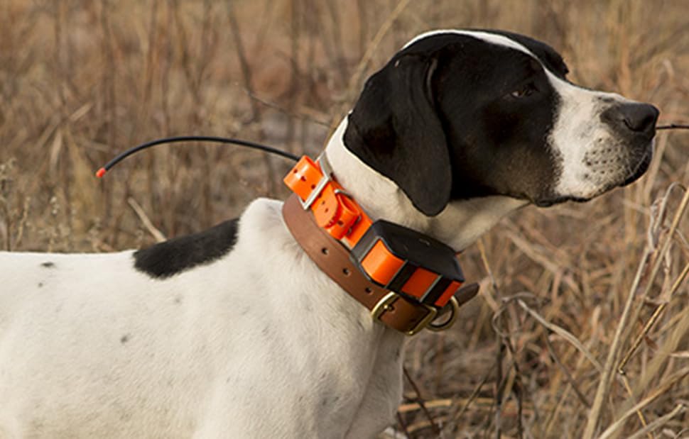 Sparky Pet Co correa de 28 pulgadas con ajuste para diferentes cuellos.