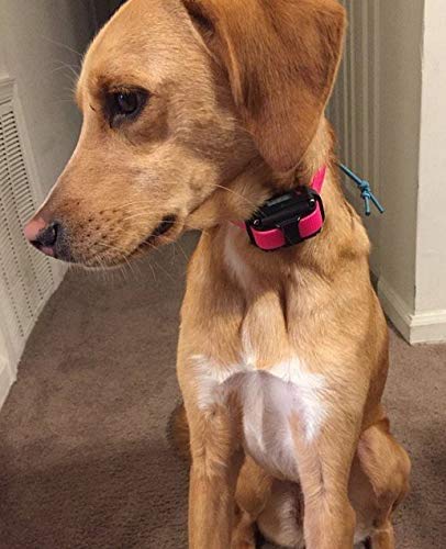 Sparky Pet Co Compatibilidad con sistemas de entrenamiento electrónicos para versatilidad