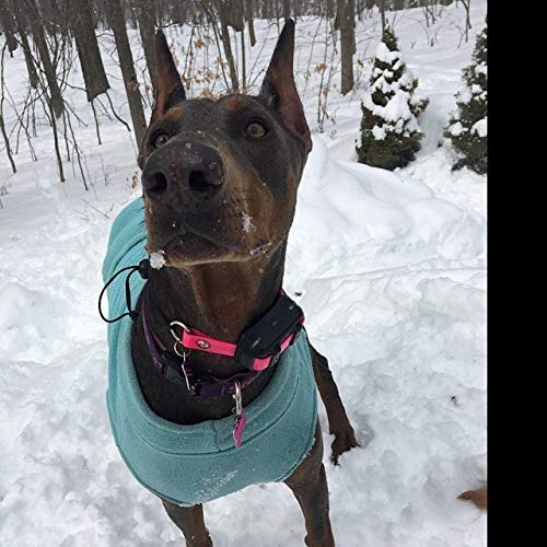 Sparky Pet Co: correa resistente al agua, ideal para aventuras al aire libre.