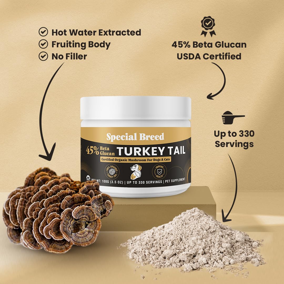 Special Breed primer plano del polvo de Turkey Tail para uso diario