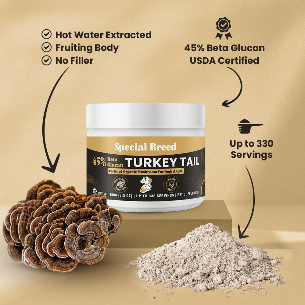 Special Breed primer plano del polvo de Turkey Tail para uso diario