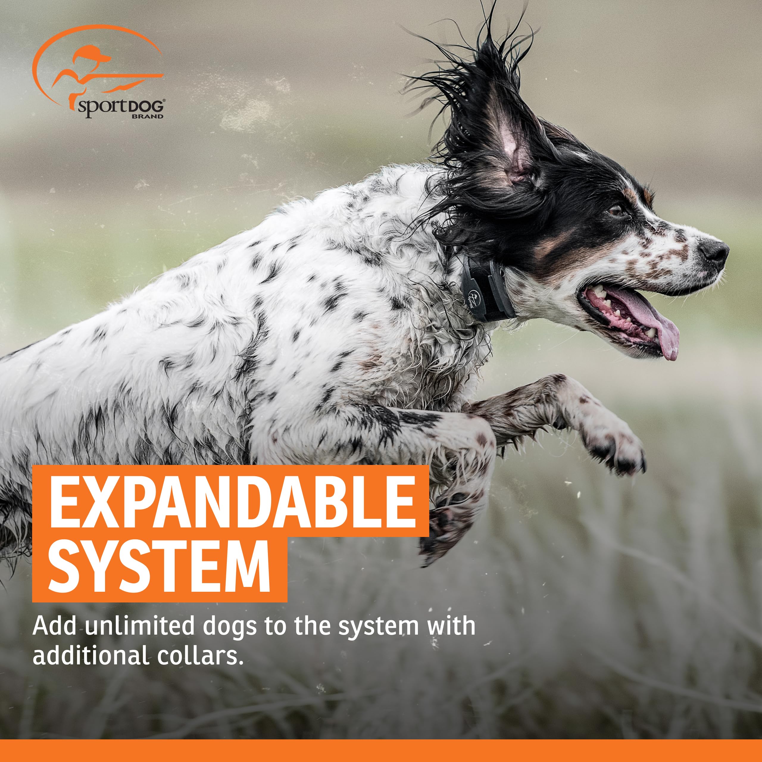 SportDOG: collar resistente al agua para perros activos y de caza