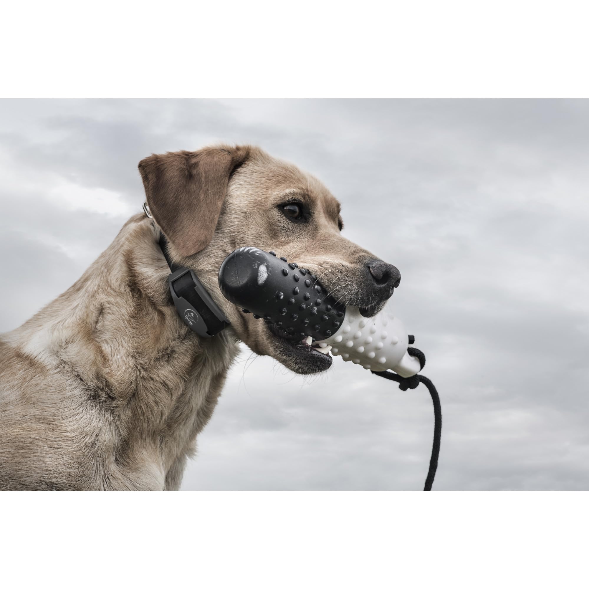 SportDOG FieldTrainer 425X ofrece entrenamiento confiable en condiciones reales.