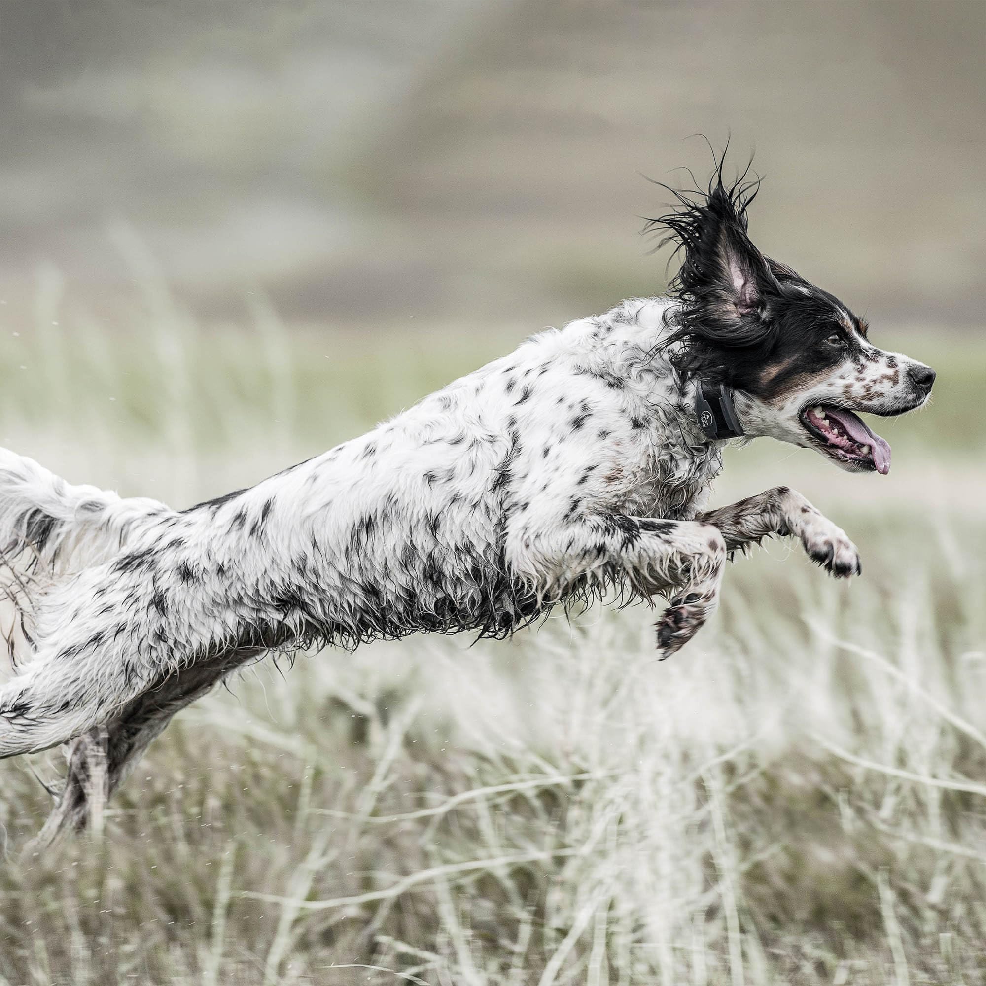 Confianza para entrenadores serios gracias a guía experta de SportDOG.