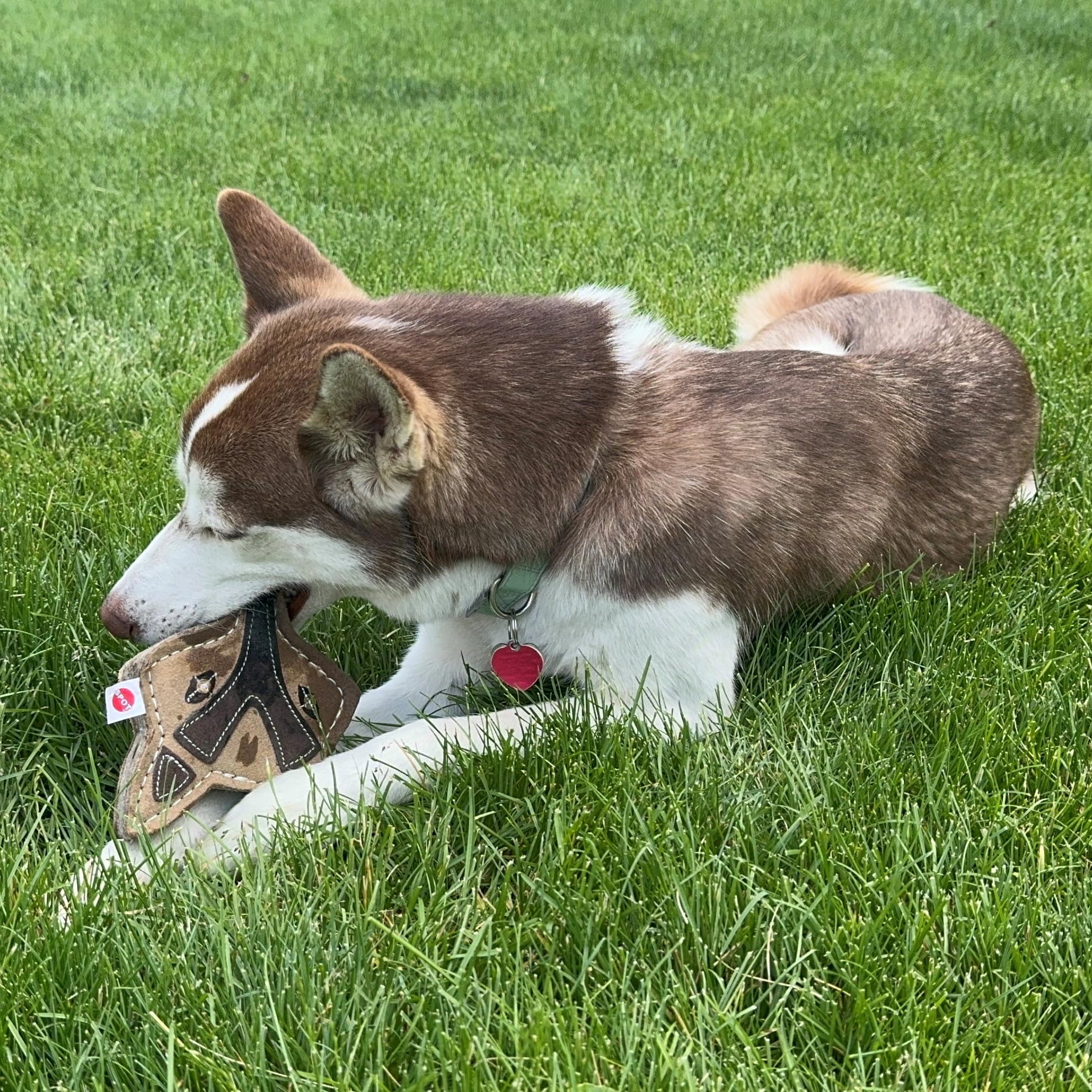 SPOT Dura-Fused Chunkies Fox perfecto para adultos y cachorros en dentición