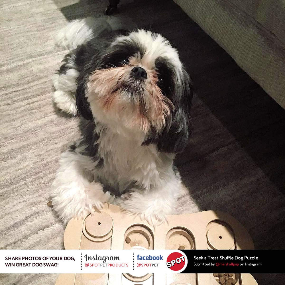 SPOT juego-interactivo-premio-perro estimula la resolución de problemas