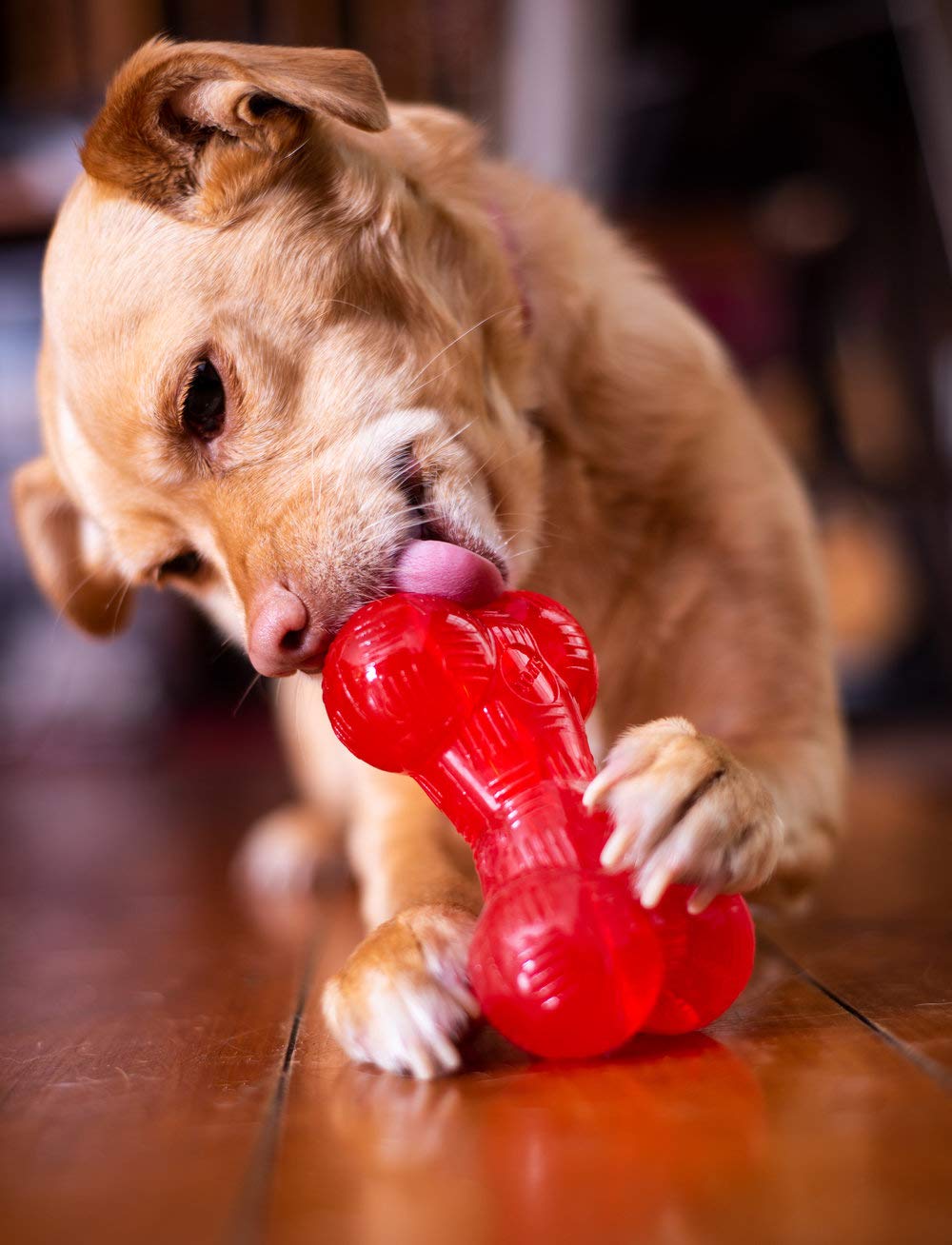 SPOT Play Strong Bone juego interactivo con recompensa oculta.
