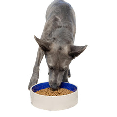 SPOT tazón cerámico grande para alimentos y agua del perro.