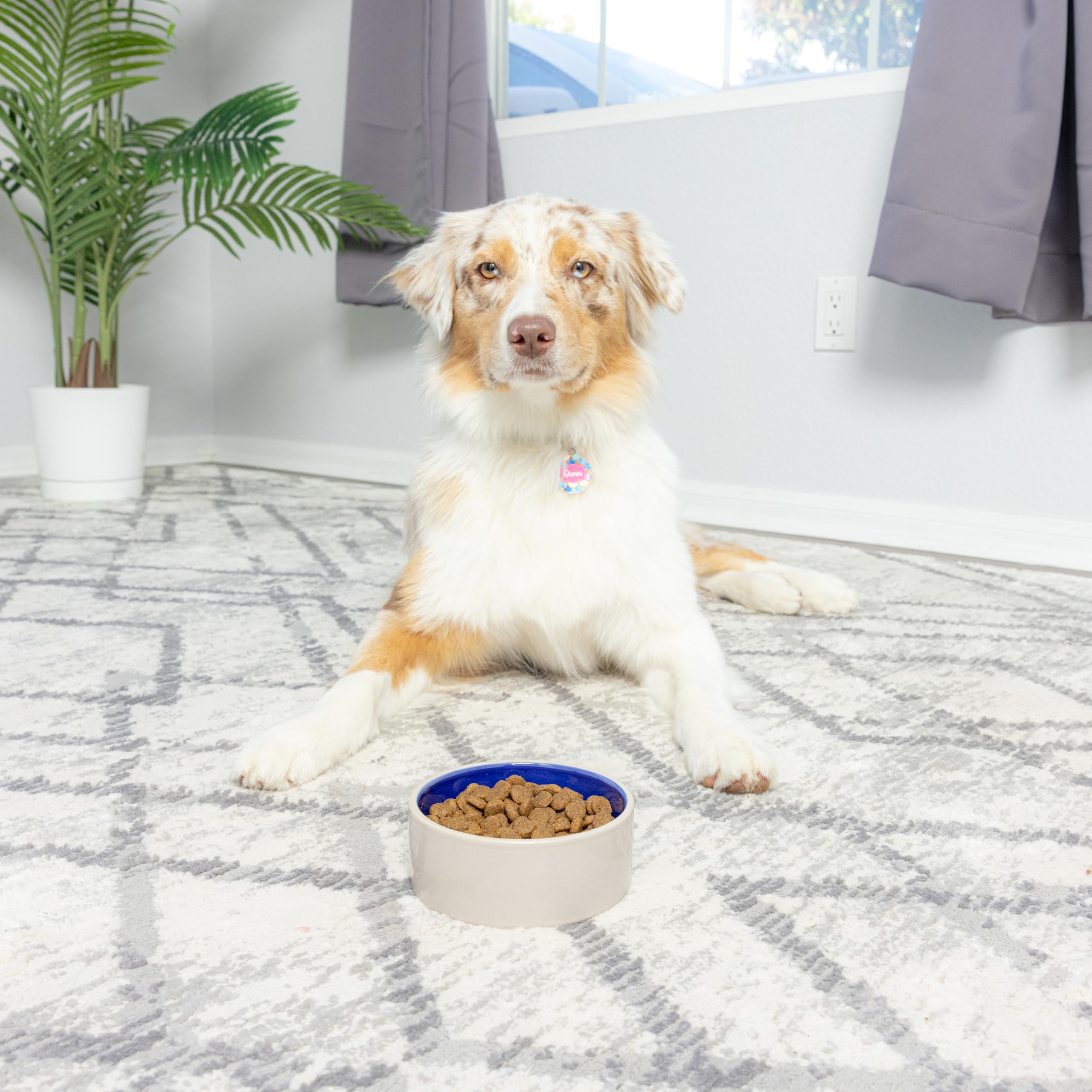 SPOT tazón ceramico pesado, resistente y estable durante las comidas.