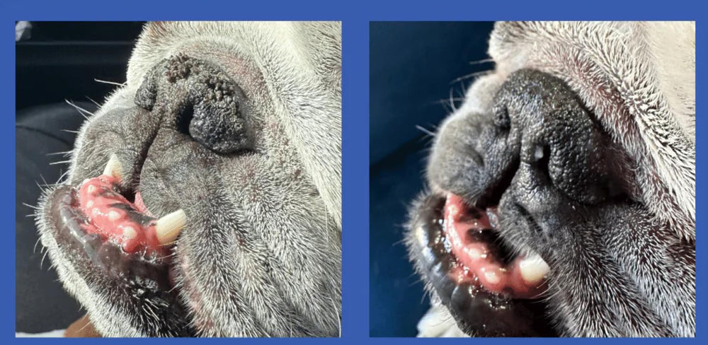Nariz seca de perro hidratada con Squishface y fórmula vegetal.