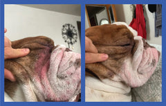 Squishface Crema para Patas: cuidado suave para almohadillas y dedos
