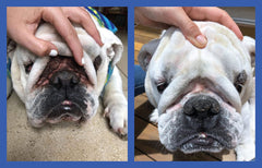 Squishface Mancha de Lagrimas Bulldog: ayuda a aclarar manchas de lágrimas con suavidad