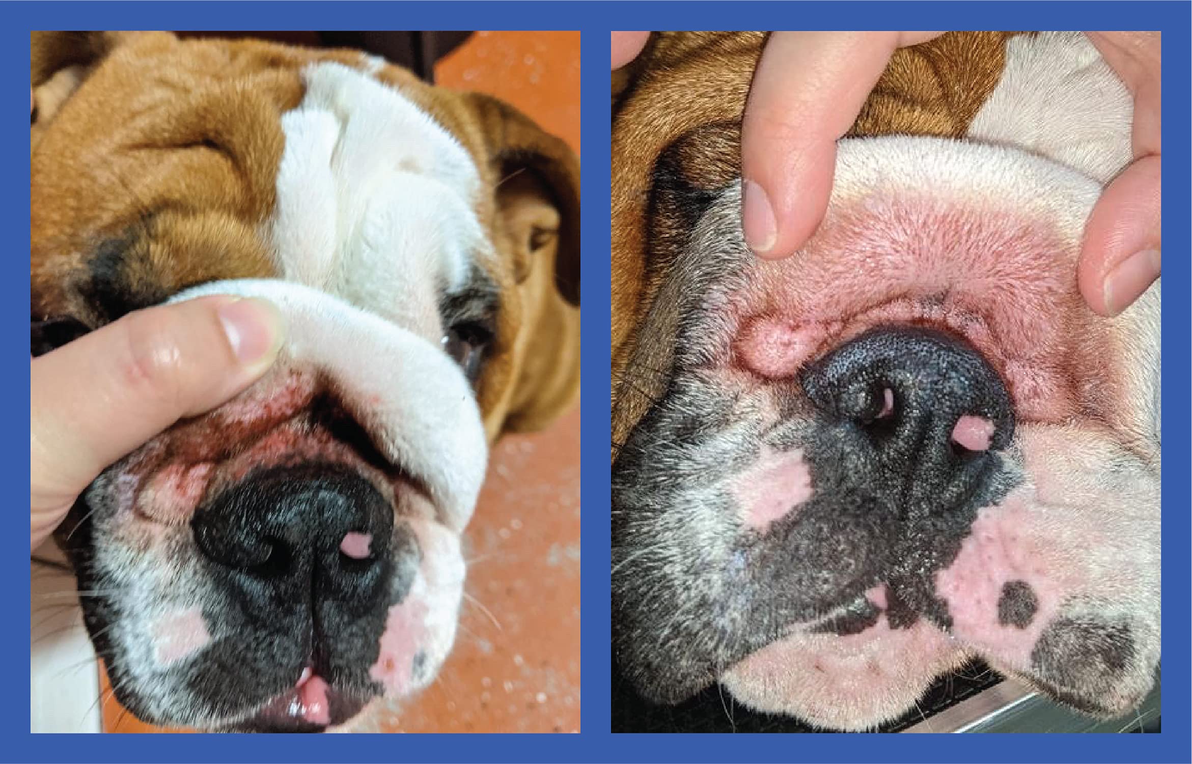 Squishface Uso Versátil: apto para perros de distintas razas