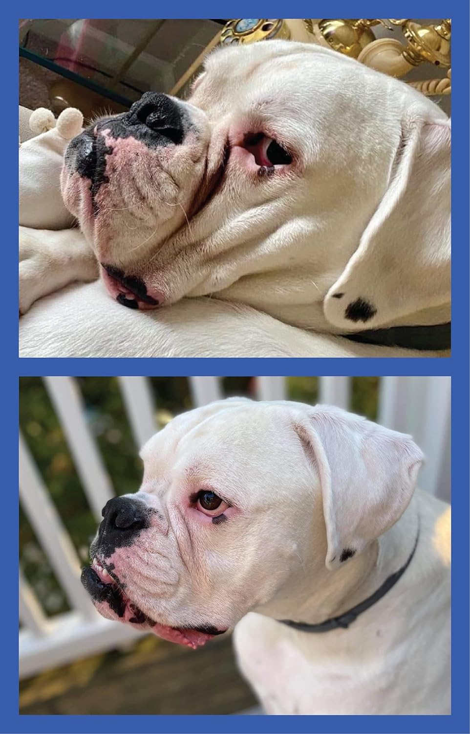 Squishface Wrinkle Paste crema antiarrugas perros: práctico formato de dos onzas.