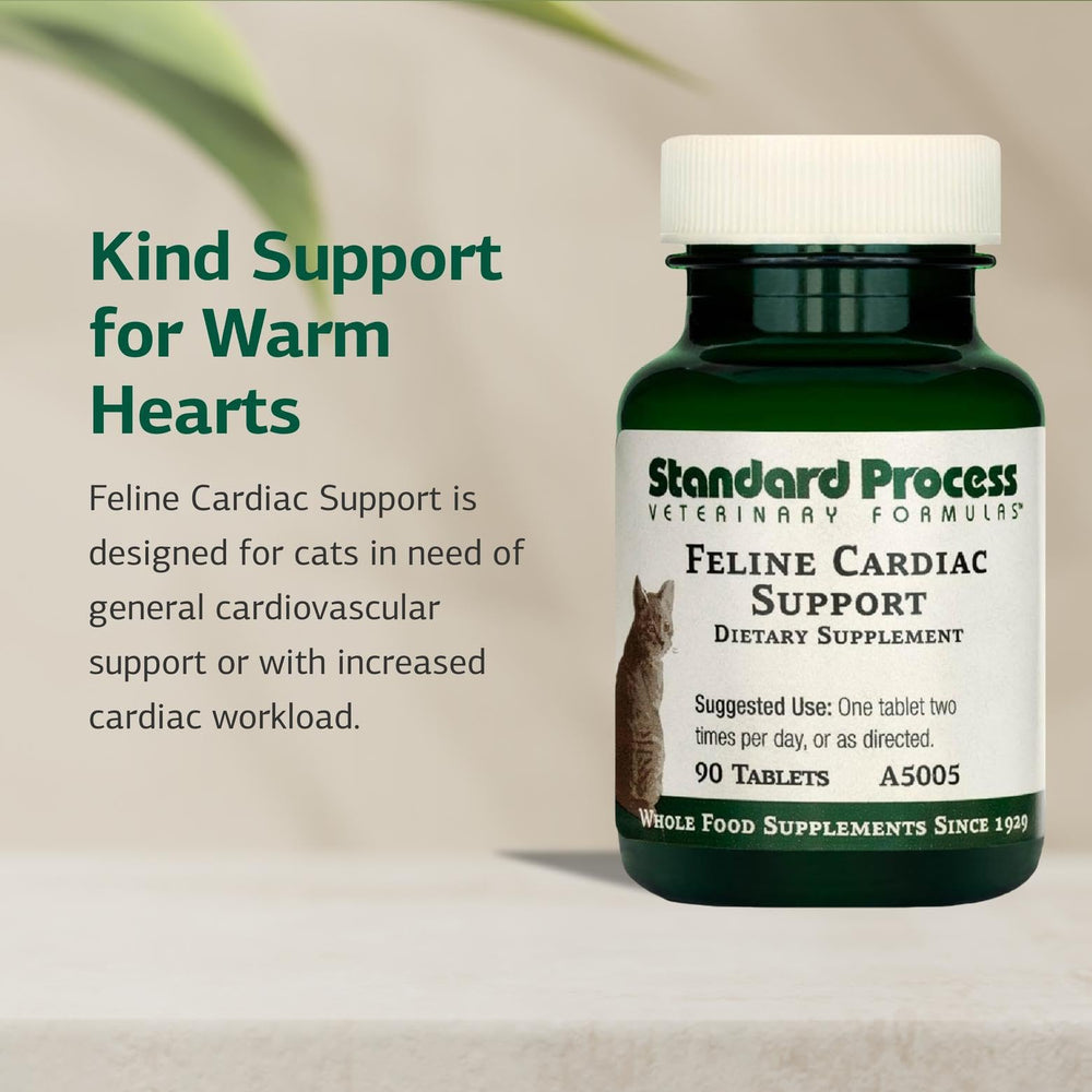 Tabletas de Standard Process Feline Cardiac Support en mano para dosis diaria.