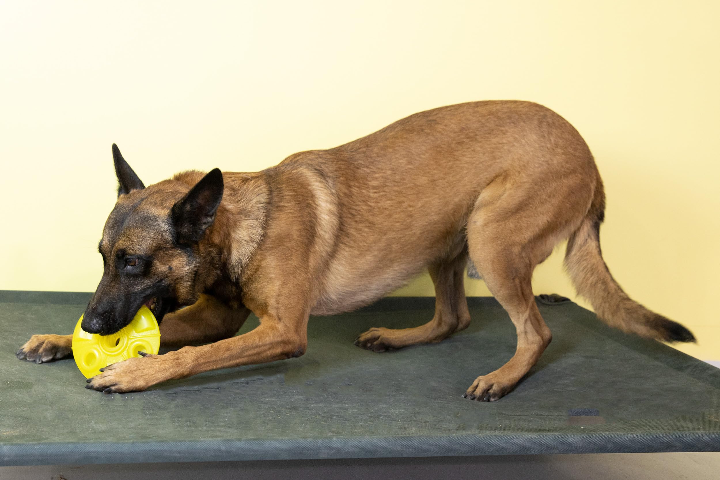 Starmark Treat Ringer FlexGrip UFO Mediano, tamaño medio: adecuado para perros de pelaje medio a grande.