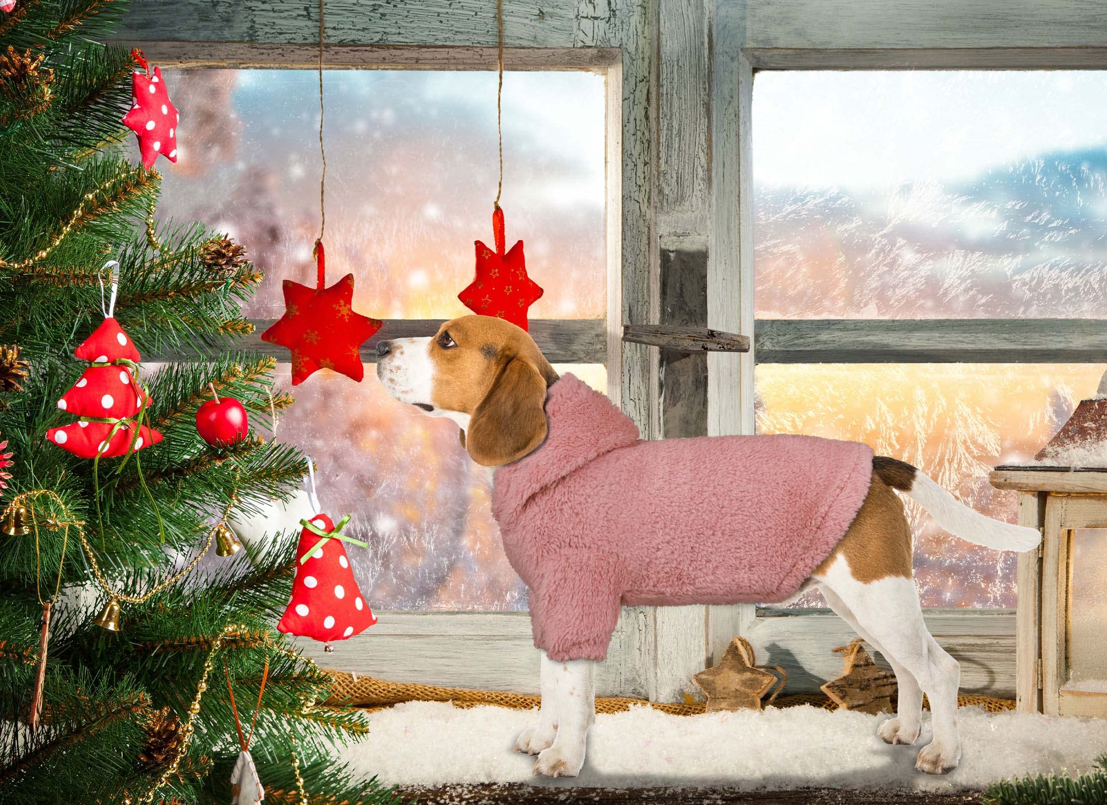Capucha de la sudadera para perro mediano Stpiatue, ajuste cómodo.