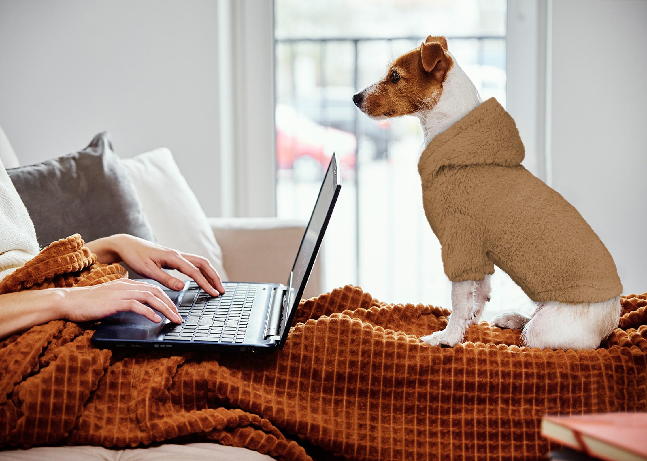 Stpiatue sudadera para perro pequeño, uso diario para paseos en clima frío.