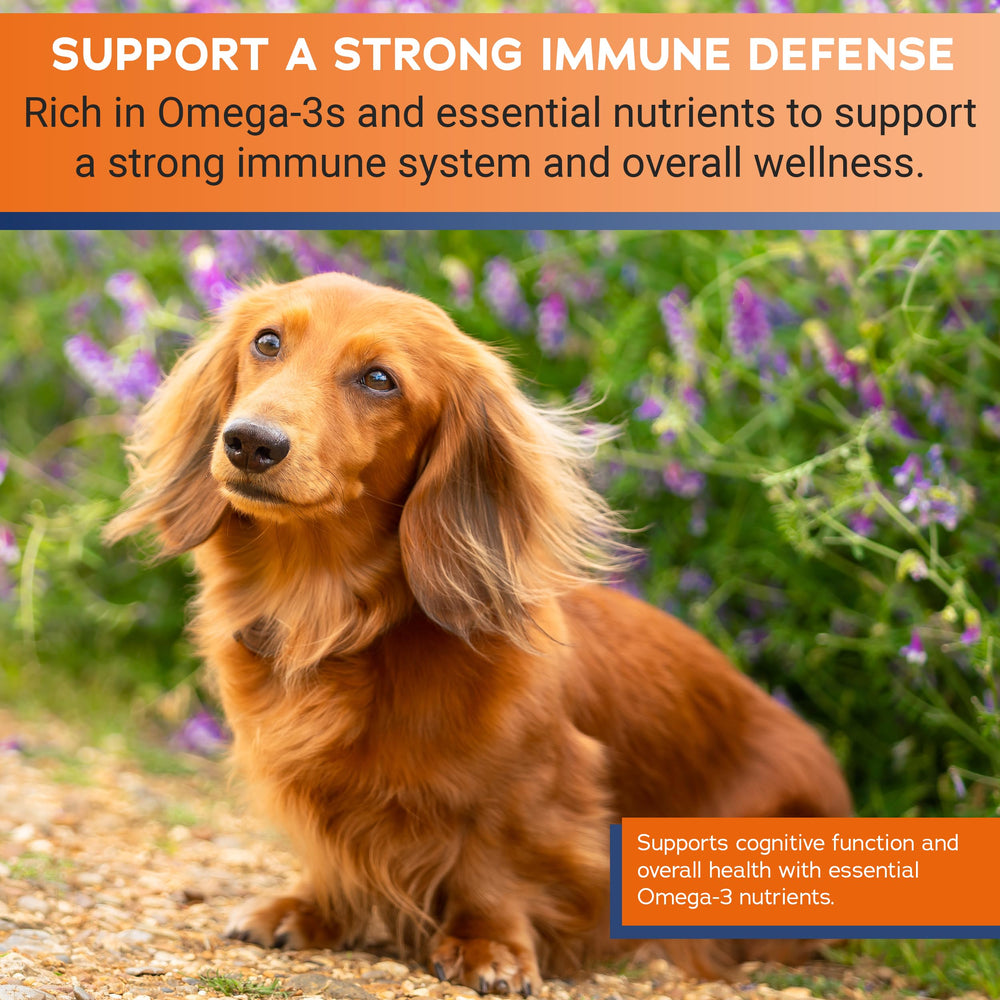 Stratford Omega 3 para perros: ayuda potencial para piel y articulaciones