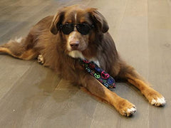 Gafas aviador Style Vault G010 para perros medianos, conjunto de dos piezas con acabado espejo.