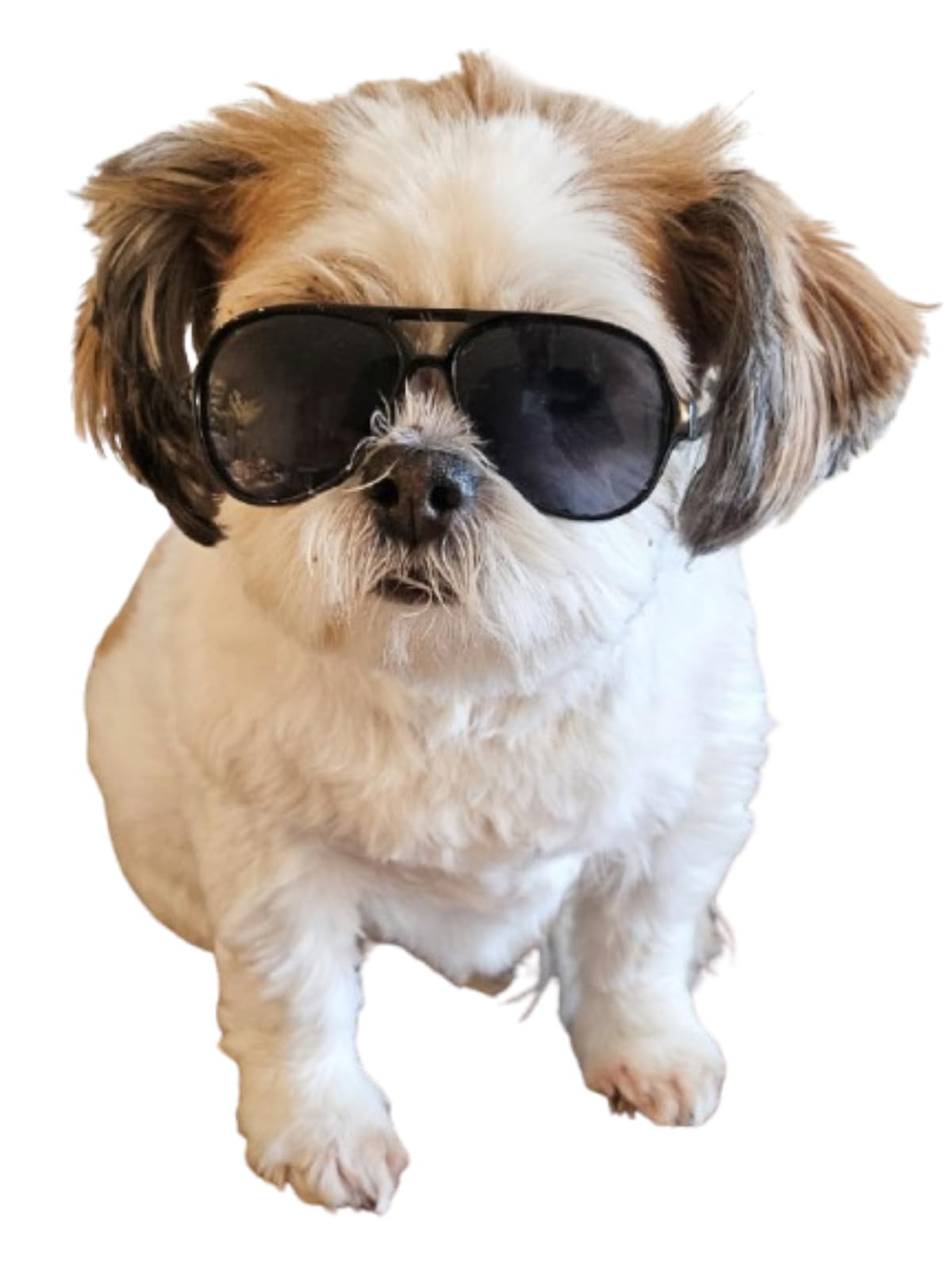 Style Vault G029 diseño aviador clásico para perros pequeños elegantes