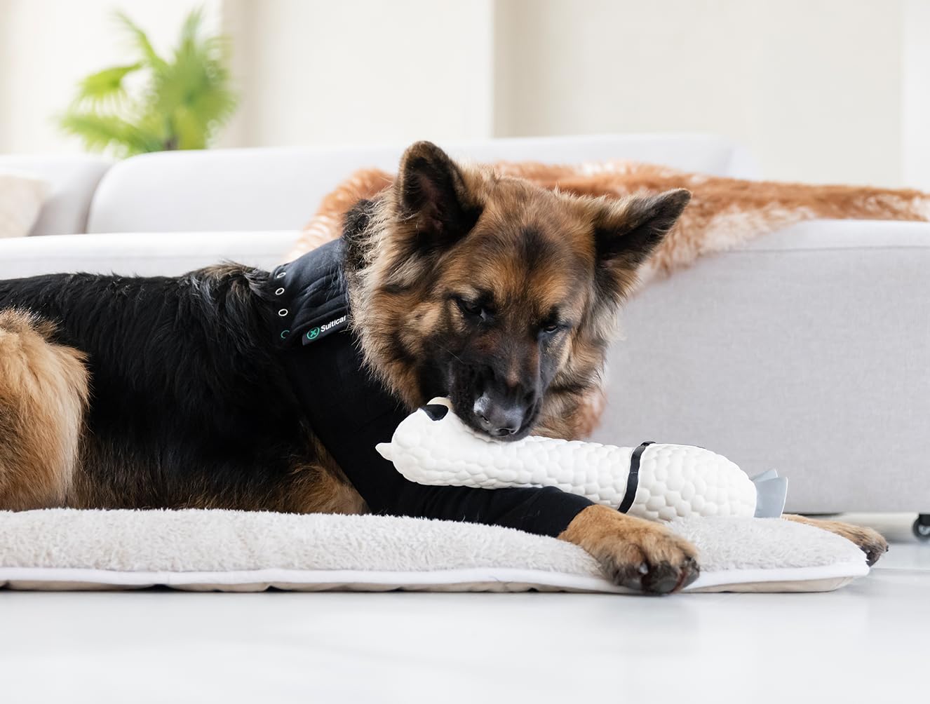 Protección para patas delanteras con Suitical evita lamido