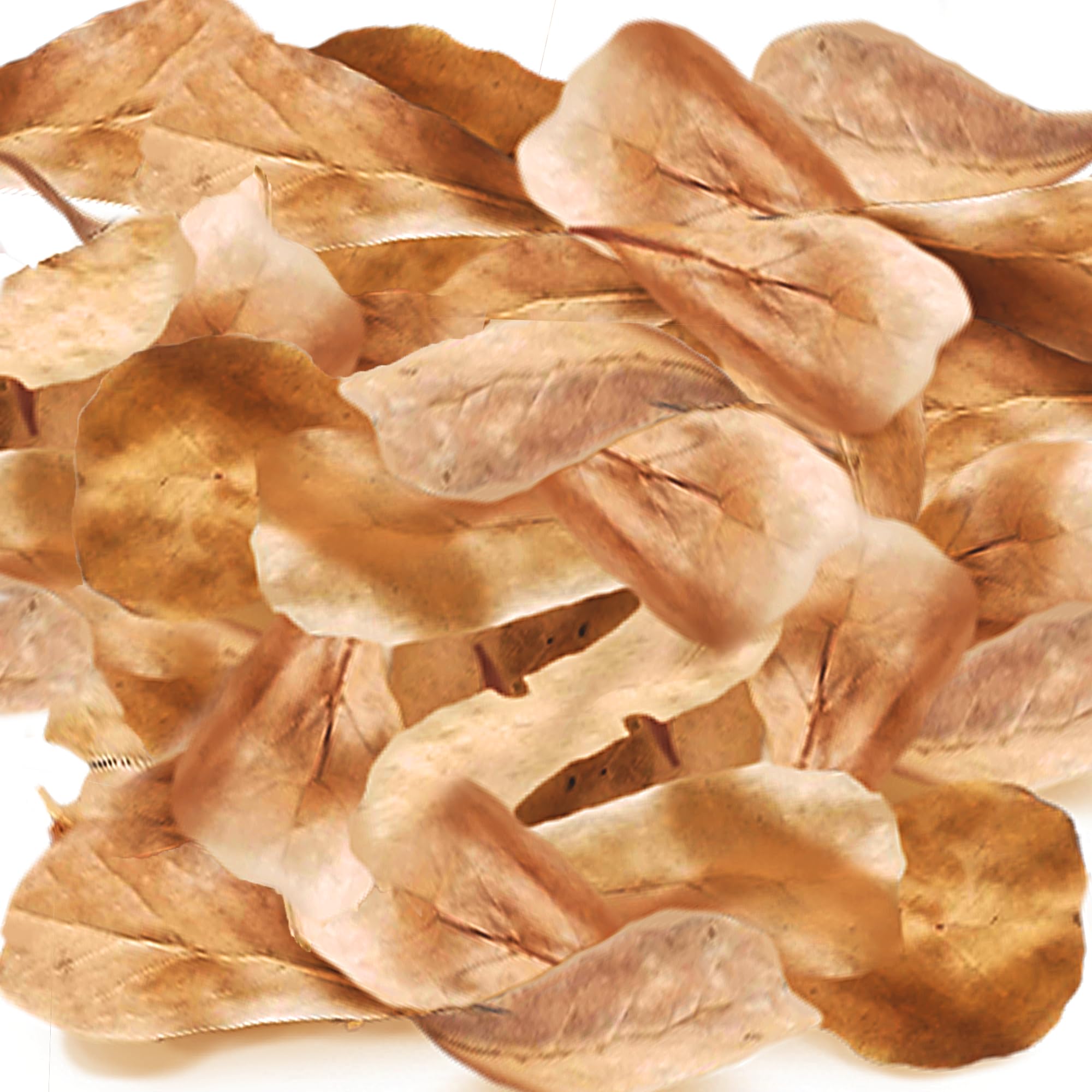 SunGrow hojas almendra india para terrario fomentan refugio y aclimatación