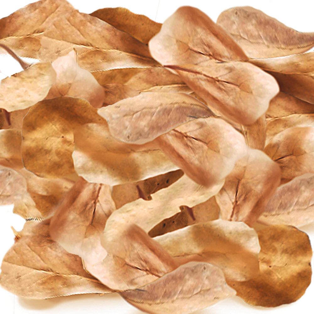 SunGrow hojas almendra india para terrario fomentan refugio y aclimatación