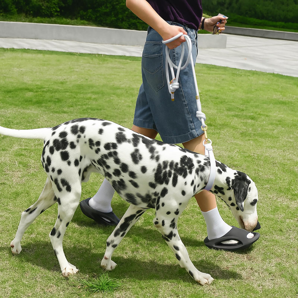 Sunraymascota correa de 5 ft para paseos diarios con control cómodo