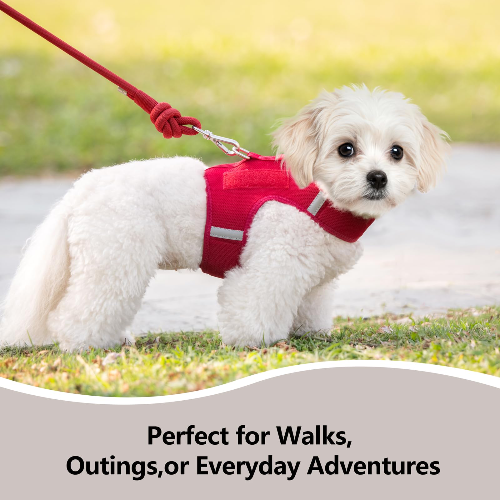 Modelo usando Sunraymascota arnés para perro pequeño durante caminata diaria.