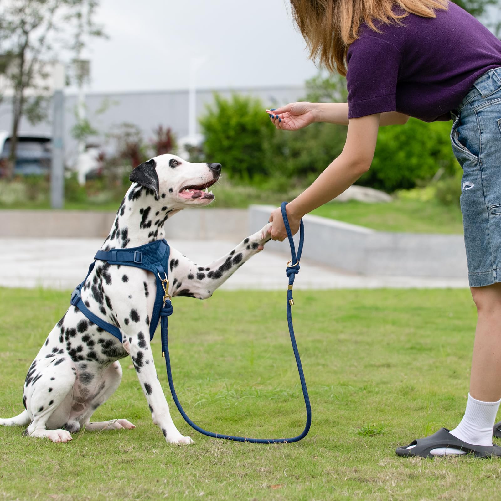 Sunraymascota: uso diario y entrenamiento al exterior.
